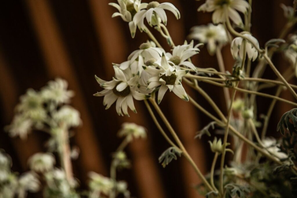 Close up photo of flannel flowers with long thin steams and white whimsical flowers and green buds